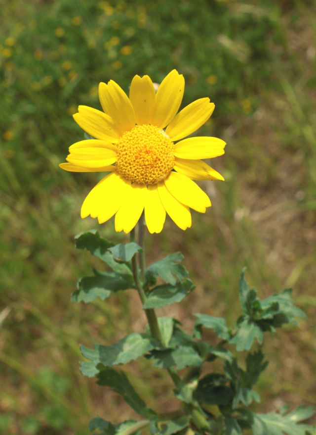 Glebionis segetum / Crisantemo campestre